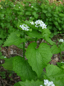 Alliaria petiolata